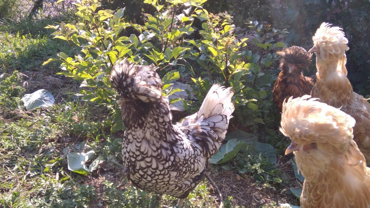 B&B Il Suono Del Bosco Arcugnano Kültér fotó
